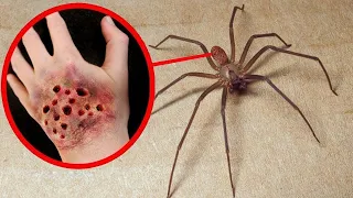 AS 10 ARANHAS MAIS VENENOSAS DO MUNDO!