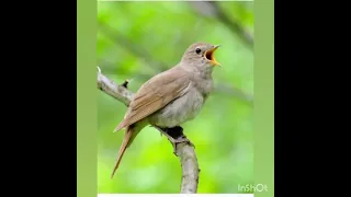 звуки природы / пение птиц / птицы / красивая мелодия #RAZYFF #birds