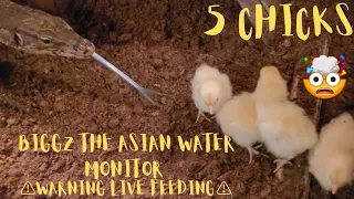 ⚠️Warning Live Feeding⚠️ Asian Water Monitor Devours 5 Chicks