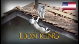 Cats The Lion King