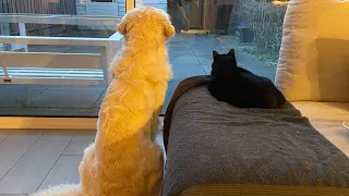 Golden Retriever And Black Cat