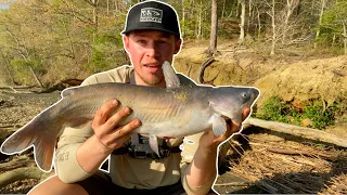 This Fish is Destroying the Chesapeake Bay! (Blue Catfish Catch Clean Cook!)