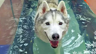 My Dog On a Water Treadmill 🌊 1 Year After Knee Surgery!