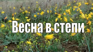 Степь весной