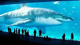 7 Tiburones Gigantes Que Son Únicos En El Mundo