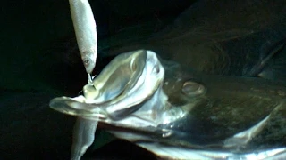 How Fish Eat (in SLOW MOTION!) -  Smarter Every Day 118