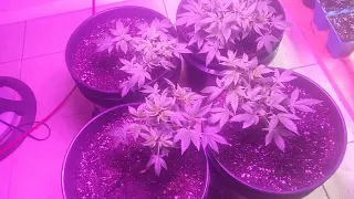 30 DAYS OF TOPPING DAY 3 HST ft BDP #DR.JIMZ #420GROWNETWORK #30DAYS