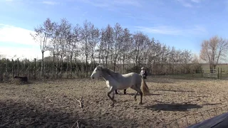 'Magic connection' or just some interaction in between horse and human