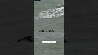 Osprey dives into rough ocean waves and grabs a huge pompano. #bird #wildlife #eagle