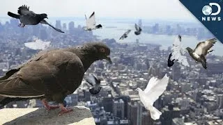 Why Are There So Many Pigeons?