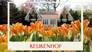 calm journey into the realm of lovely colourful tulips, keukenhof tulip gardens, netherland tour