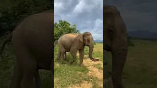 Elephant on attack mode