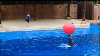 Amazing Dolphins - Funny and Cute Dolphin Videos Comppilation ] Spinner Jumpings Pet World