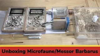 Unboxing Nest Microfaune for my Messor Barbarus