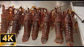 Spiny Lobster Cooking