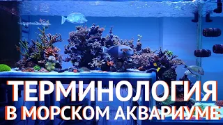 Морской Рифовый Аквариум - Терминология