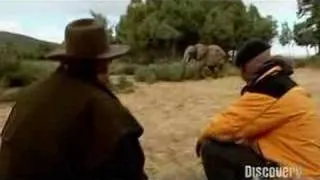 Mythbusters: Are elephants afraid of mice?