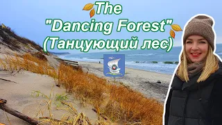 🇷🇺 The "Dancing Forest" at the "Curonian Spit" in Kaliningrad | Nationalpark & seaside | Ep#13