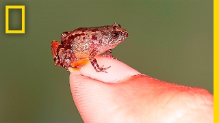 These Newly Discovered Frogs Can Fit on Your Fingertip | National Geographic