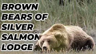 BROWN BEARS OF SILVER SALMON CREEK LODGE - Simply AMAZING!!