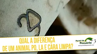 Qual a diferença de um animal PO, LA e cara limpa?