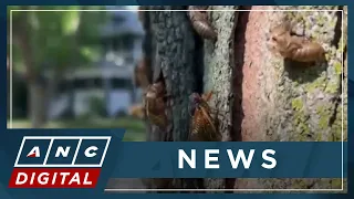 Billions of cicadas emerge across U.S. in rare double brood event | ANC