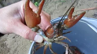 Trapping Big Signal Crayfish in the Pacific Northwest