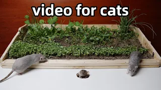 Cat Tv🐭Rat Video for Cats to Watch🐭Cat Game to Relax your pets