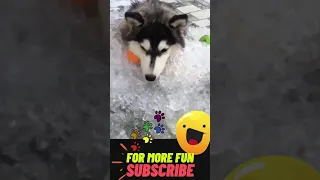 Husky gets ICE POOL! Hilarious Talking Husky 🐶🐕 😂😂😂 #shorts