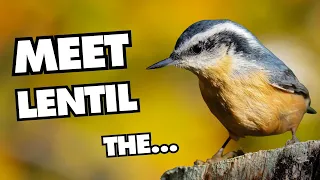 Cutest Nuthatch There Ever Was | Red-breasted Nuthatch Fun Facts