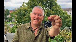 Making wild grape wine with Dave