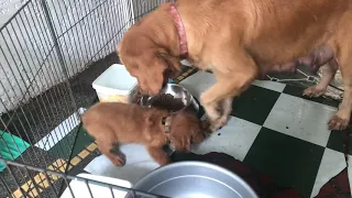 Golden retriever mom teaches her Puppy  how to toughen up