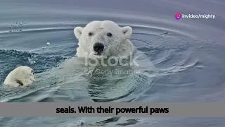 Wild Worlds: Exploring Animal Habitats | Polar Bears and Lions in the Arctic & Savanna