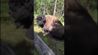 Crazy California tourist tries to ride a wild bison😬😬