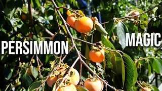 A Year of Persimmon Trees: My Persimmon Dreams Have Come True