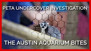 The Austin Aquarium Bites: PETA Undercover Investigation Reveals Alarming Number of Recent Attacks