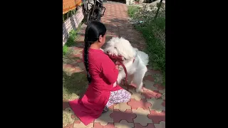Lhasa Apso meeting owner after long time