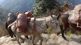 HIMALAYA Trekking