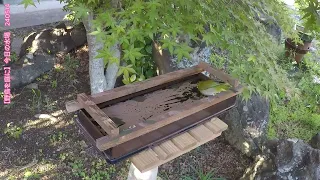 今日の水場　メジロ　240514　"Invite wild birds to the garden" Today's bird bath.