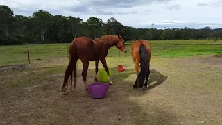 Horses meet for the first time- Scout and Spirit