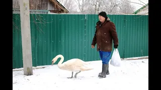 В Ганьковичах на частном подворье поселился лебедь