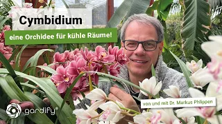 Cymbidium - Eine Orchidee für kühle Räume! Kahnorchidee, Orchid, Wintergarten | gardify Tipps