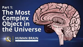 The Most Complex Object in the World - Human Brain Series - Part 1