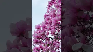 Chinese Magnolia blooms 中国玉兰花开