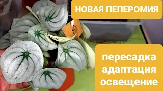 ПЕПЕРОМИЯ АРБУЗНАЯ /ПЕРЕСАДКА НОВИНКИ /peperomia argyreia ice queen