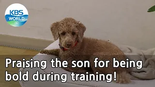 Praising the son for being bold during training! (Dogs are incredible) | KBS WORLD TV 210512