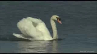 Karneval der Tiere - Der Schwan