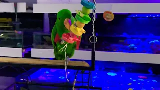 Exotic Parrot Bird PetShop Store The Reef Gibraltar Sale/Попугай Экзотический Гибралтар Зоомагазин