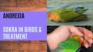 Anorexia in birds | Sokra | Sookha & seep in birds | Treatment of Sokra Urdu/Hindi