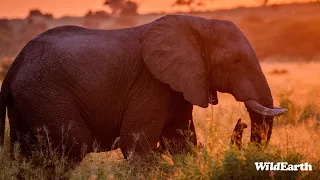 SafariLIVE Sunset - 09 May 2024